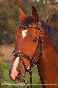 Fotoshoot bij Manfred Grund - Picture4You.nl, ook voor paardenfotografie, bruidsreportages en de fotograaf voor al uw feesten en partijen.