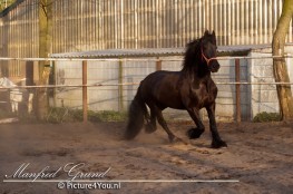 Manfred Grund - Picture4You.nl, ook voor paardenfotografie, bruidsreportages en de fotograaf voor al uw feesten en partijen.