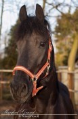 Manfred Grund - Picture4You.nl, ook voor paardenfotografie, bruidsreportages en de fotograaf voor al uw feesten en partijen.