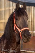 Manfred Grund - Picture4You.nl, ook voor paardenfotografie, bruidsreportages en de fotograaf voor al uw feesten en partijen.