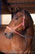 Manfred Grund - Picture4You.nl, ook voor paardenfotografie, bruidsreportages en de fotograaf voor al uw feesten en partijen.