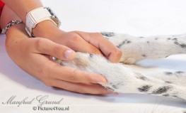 Fotoshoot bij Manfred Grund - Picture4You.nl, ook voor paardenfotografie, bruidsreportages en de fotograaf voor al uw feesten en partijen.