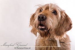 Bobby bij de fotoshoot