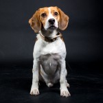 Beagle Kees als fotomodel