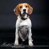 Beagle Kees als fotomodel