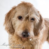 Bobby bij de fotoshoot